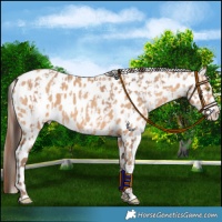 Horse Color:Amber Champagne Appaloosa  and Amber Champagne Appaloosa