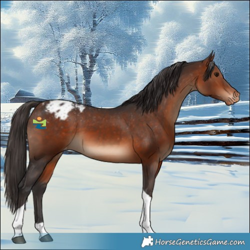 Horse Color:Bay Tobiano Appaloosa 