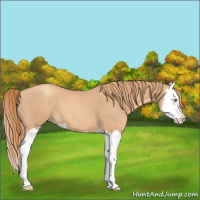 Horse Color:Gold Champagne Splash 