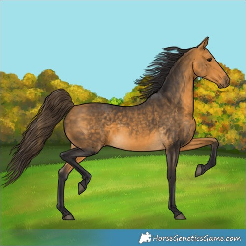 Horse Color:Buckskin 