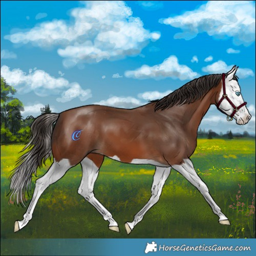 Horse Color:Bay Splash 