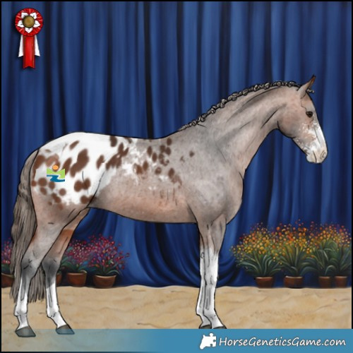 Horse Color:Bay Sabino Tobiano Appaloosa Rabicano 