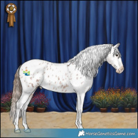 Horse Color:Bay Roan Appaloosa