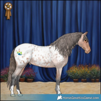 Horse Color:Bay Roan Appaloosa 