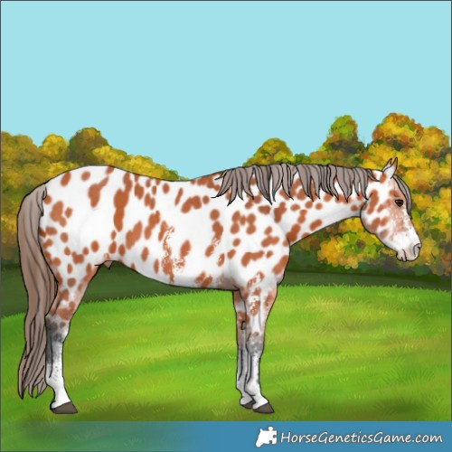 Horse Color:Bay Sabino Appaloosa 