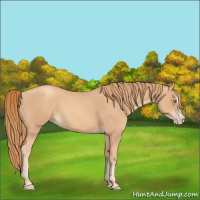 Horse Color:Gold Champagne Splash 