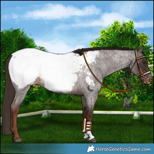 Horse Color:Liver Red Roan Appaloosa 