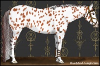 Horse Color:Chocolate Bay Roan Leopard