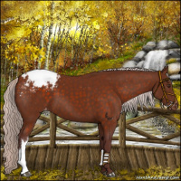 Horse Color:Chocolate Silver Brown Appaloosa 