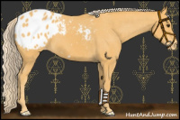Horse Color:Palomino Appaloosa 