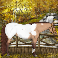 Horse Color:Chocolate Bay Dun Near Fewspot 
