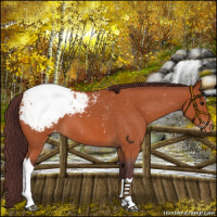 Horse Color:Chocolate Bay Roan Snowcap 