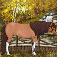 Horse Color:Chocolate Bay Roan 