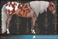 Horse Color:Chocolate Silver Brown Appaloosa