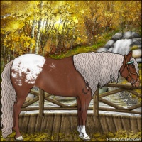 Horse Color:Chocolate Silver Brown Roan Appaloosa