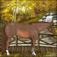 Horse Color:Chestnut Appaloosa 