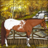 Horse Color:Chocolate Buckskin Snowcap 