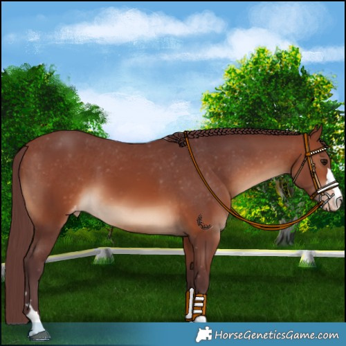 Horse Color:Chocolate Brown Appaloosa 