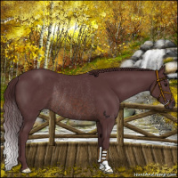 Horse Color:Chocolate Brown Rabicano 