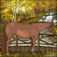 Horse Color:Red Roan 