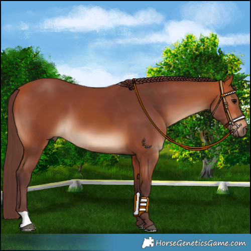 Horse Color:Chocolate Bay 