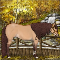 Horse Color:Chocolate Bay Roan Dun 