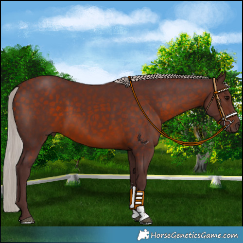 Horse Color:Chocolate Silver Brown Sabino 