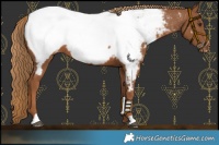 Horse Color:Chestnut Snowcap 