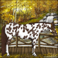 Horse Color:Liver Chestnut Near Leopard