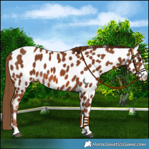 Horse Color:Chestnut Appaloosa 
