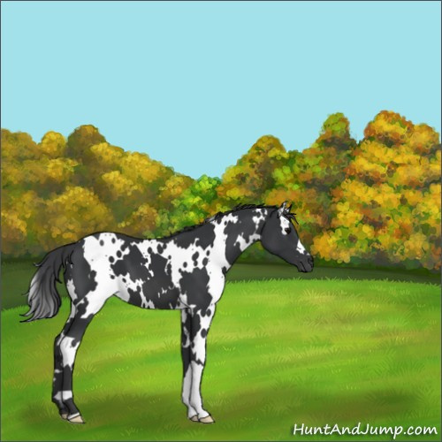 Horse Color:White Spotted Black 
