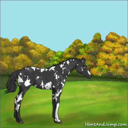 Horse Color:White Spotted Black 