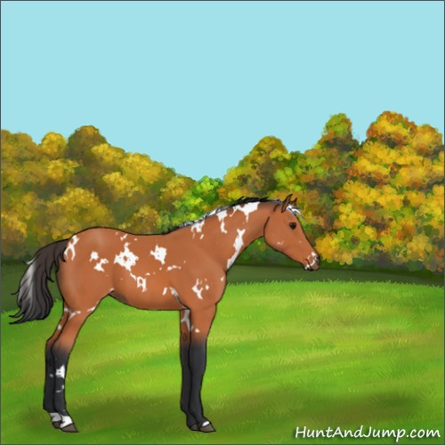 Horse Color:White Spotted Bay 
