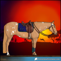 Horse Color:White Spotted Chestnut 