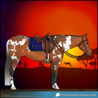 Horse Color:White Spotted Bay 