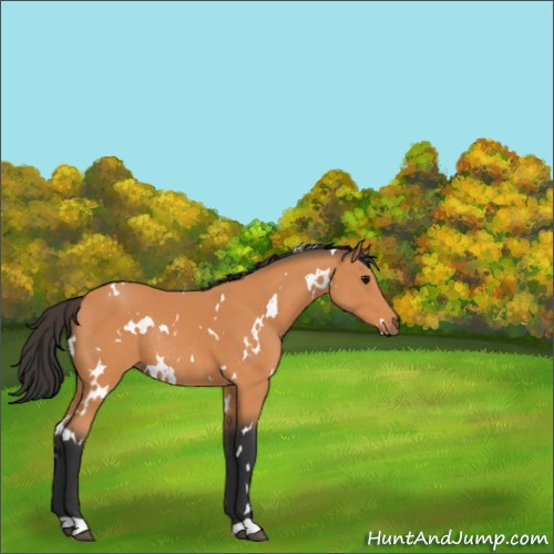 Horse Color:White Spotted Bay Rabicano 