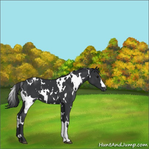 Horse Color:White Spotted Black 