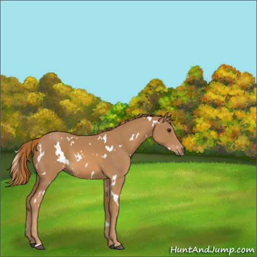 Horse Color:White Spotted Chestnut 