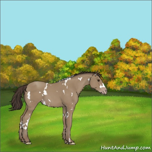 Horse Color:White Spotted Classic Champagne 