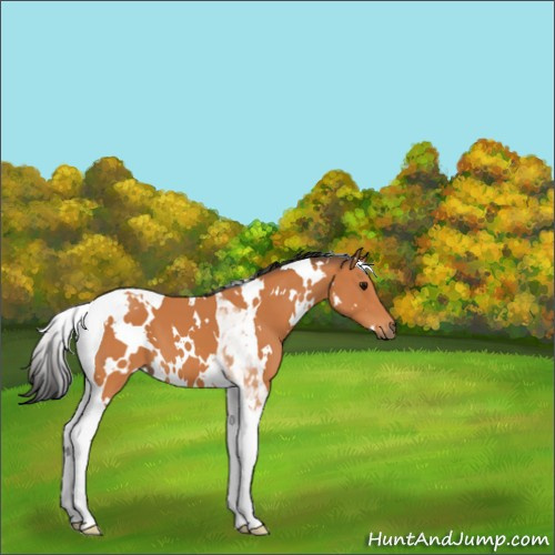 Horse Color:White Spotted Bay Tobiano 