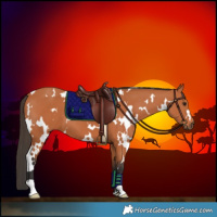 Horse Color:White Spotted Bay 