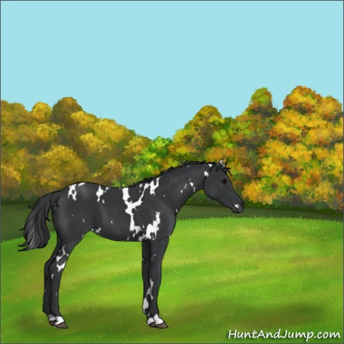 Horse Color:White Spotted Black 