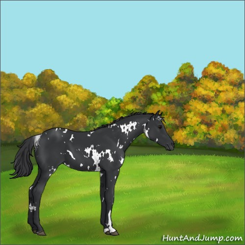 Horse Color:White Spotted Black 