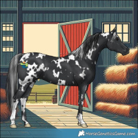 Horse Color:White Spotted Black 