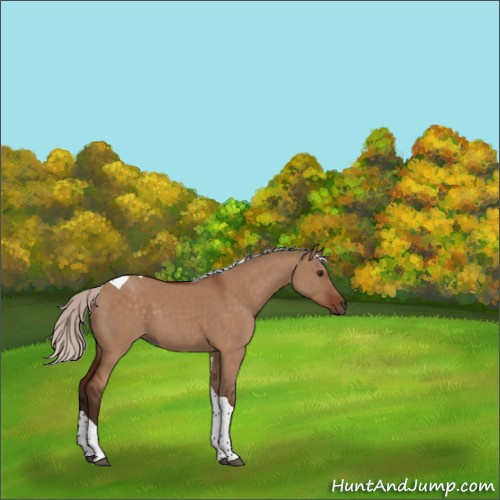 Horse Color:Silver Brown Dun Tobiano 