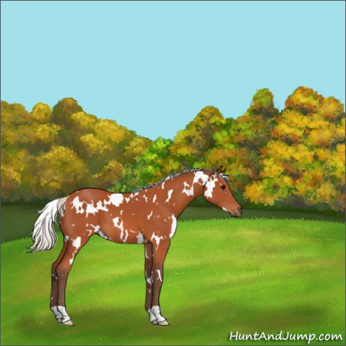 Horse Color:White Spotted Silver Bay 