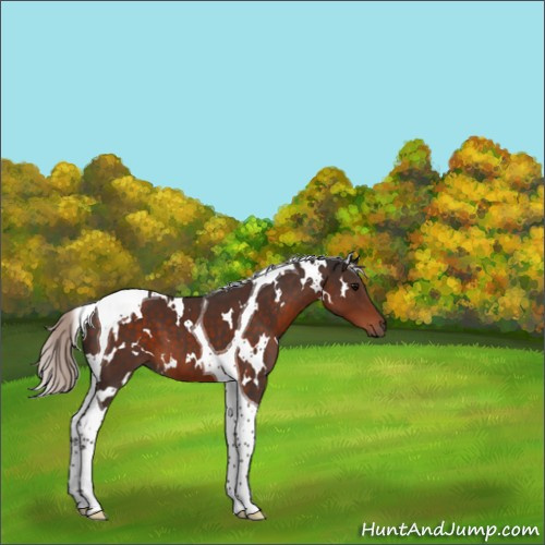 Horse Color:White Spotted Silver Brown Tobiano 