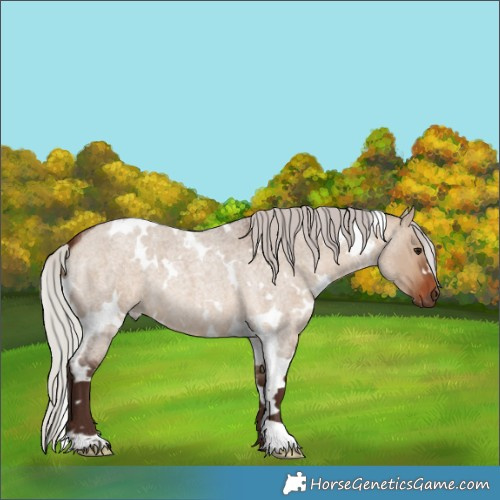 Horse Color:White Spotted Silver Brown Roan Dun 