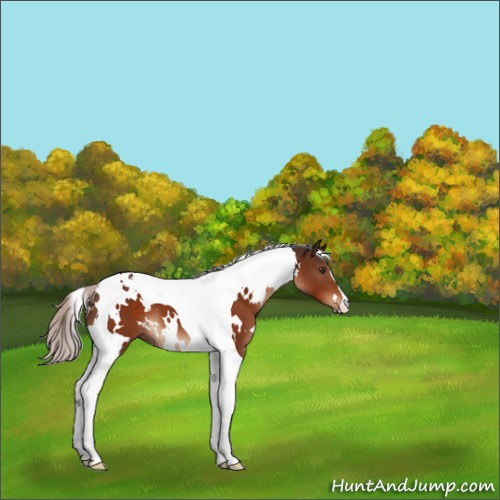 Horse Color:White Spotted Silver Brown Tobiano 