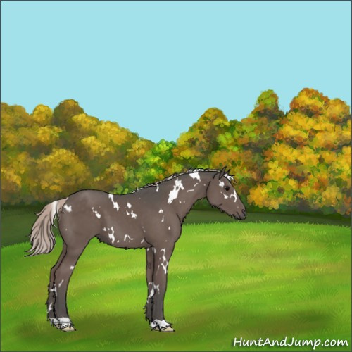 Horse Color:White Spotted Silver Black 